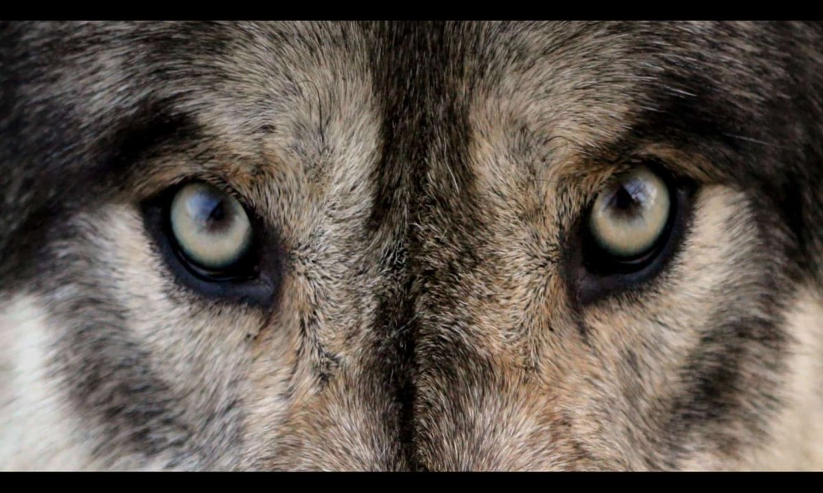 Пронзительный Волчий взгляд