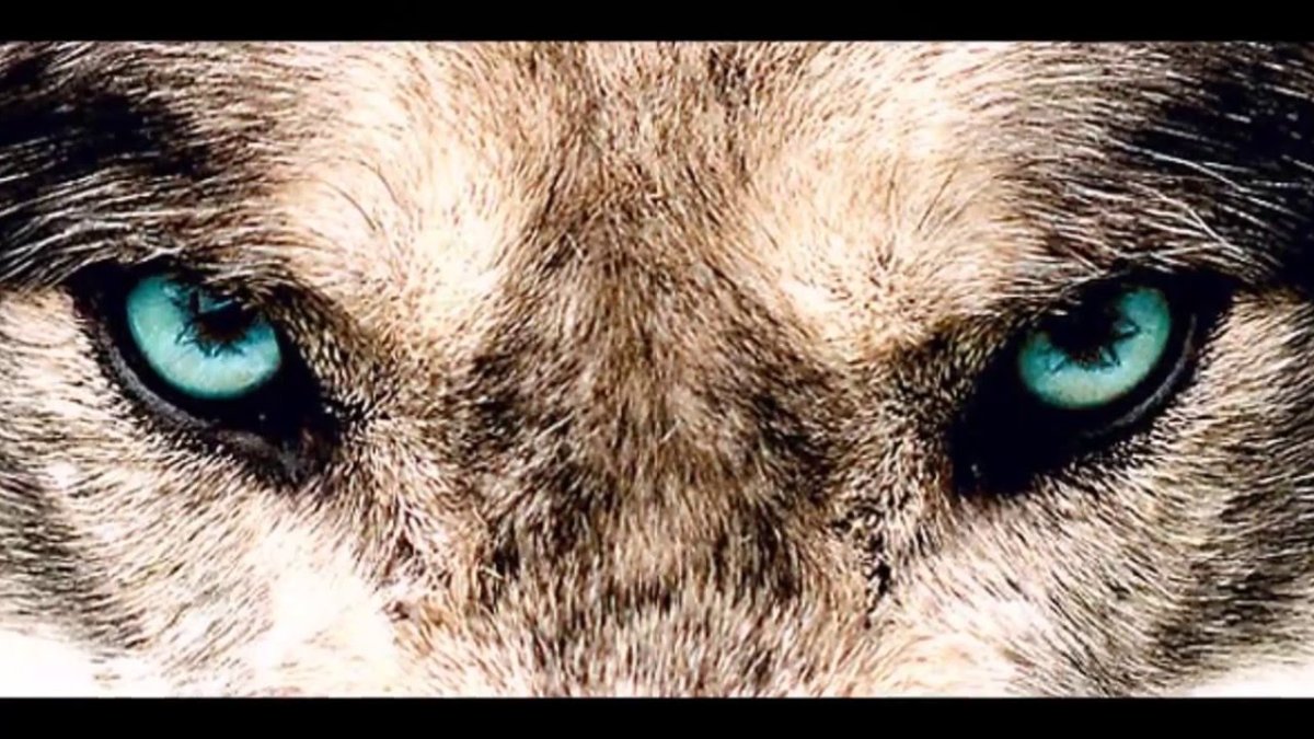 Звериный взгляд у человека