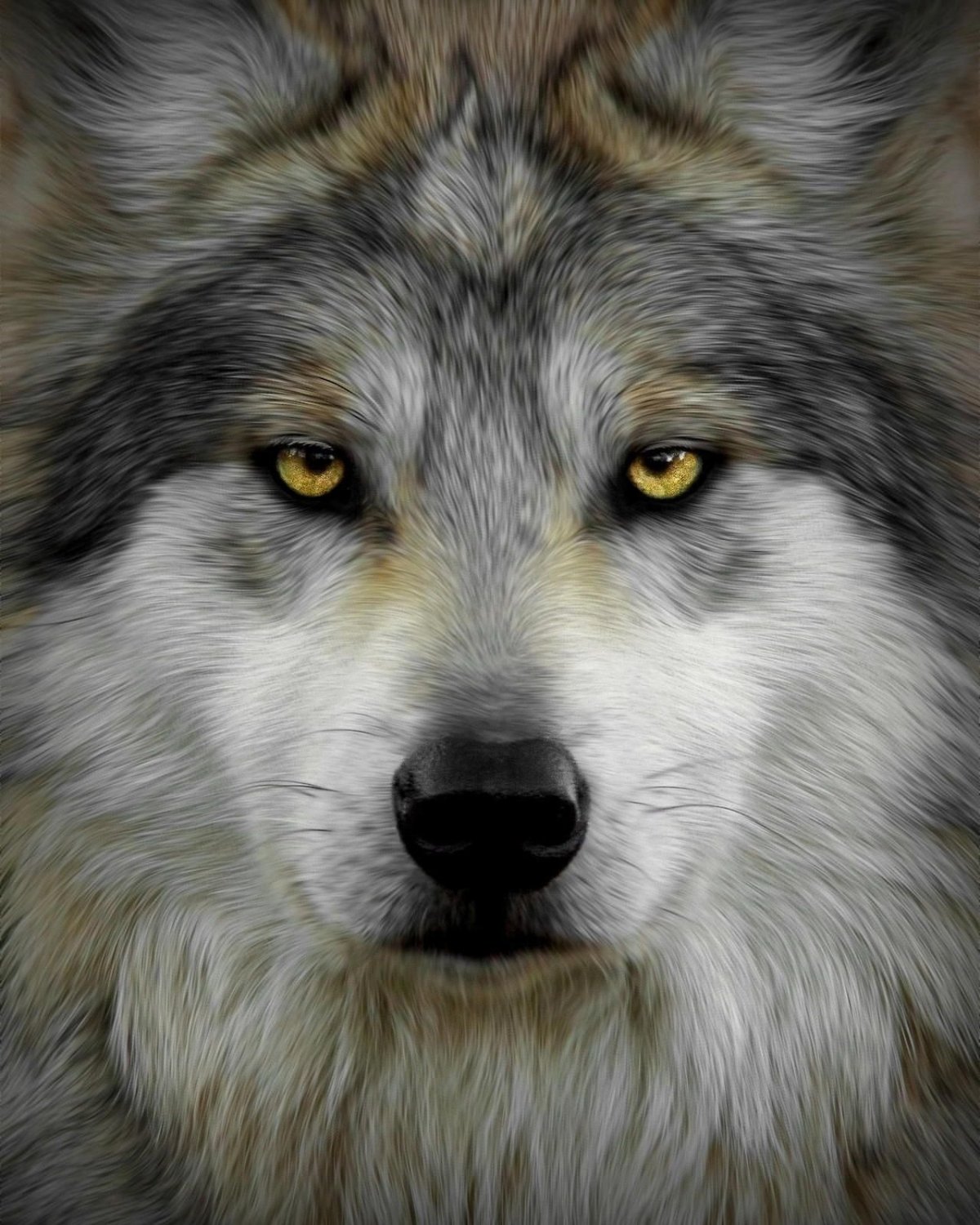 Красивый волк