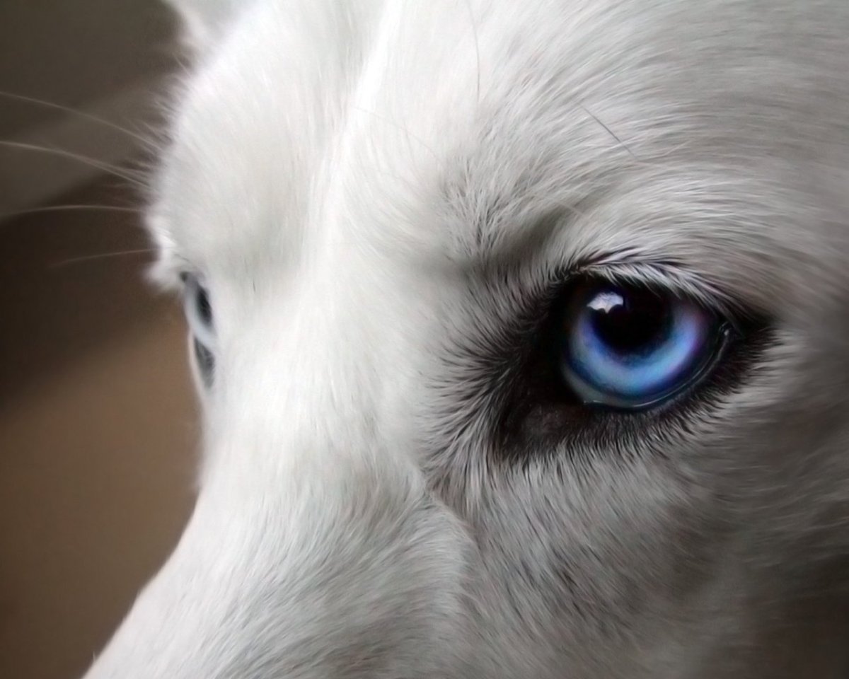 Волчица с голубыми глазами