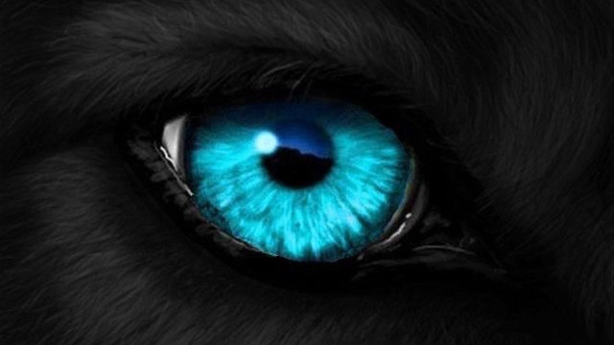 Глаза волка в темноте