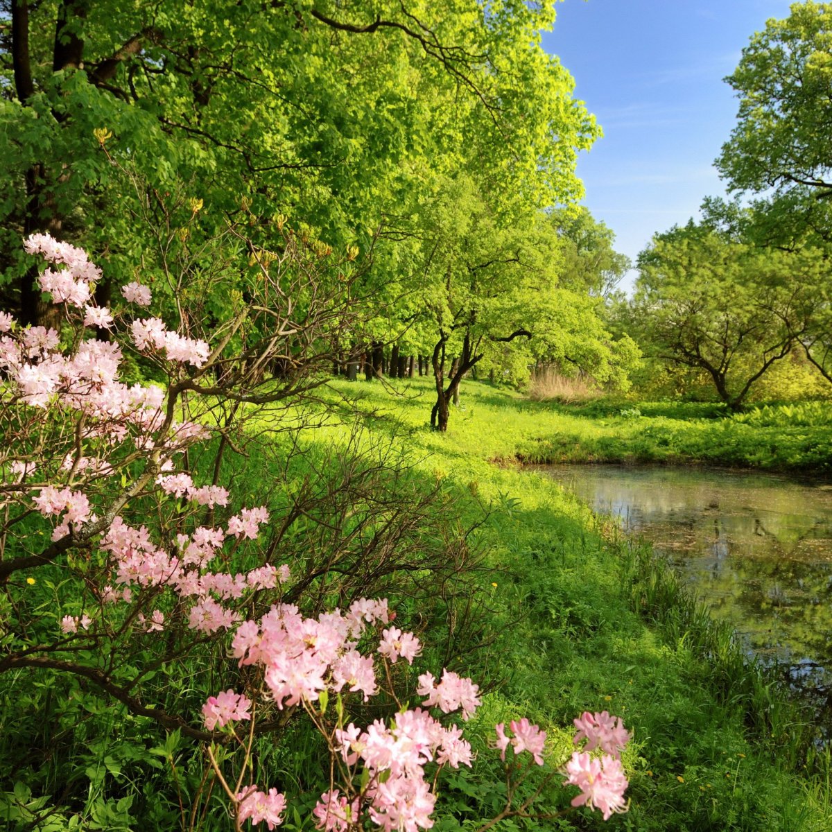 Красивый пейзаж с радугой