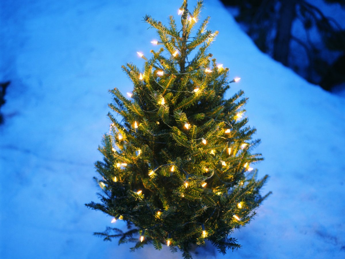 Елка Новогодняя Живая