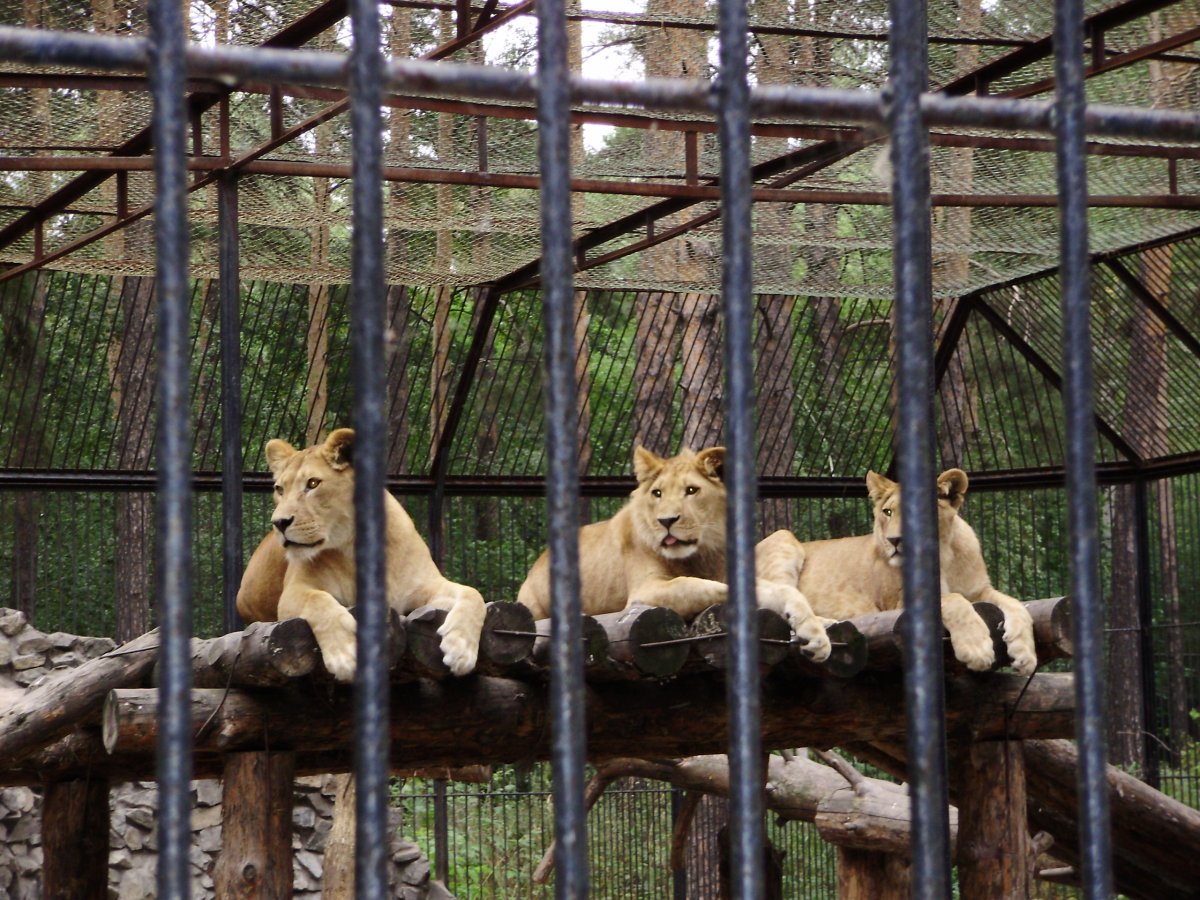 Московский зоопарк Москва