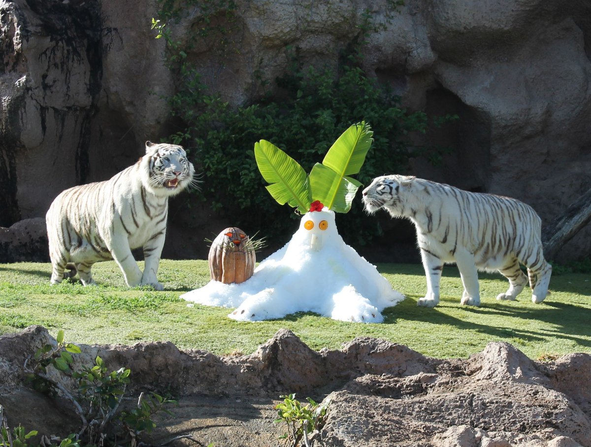 Красивый зоопарк