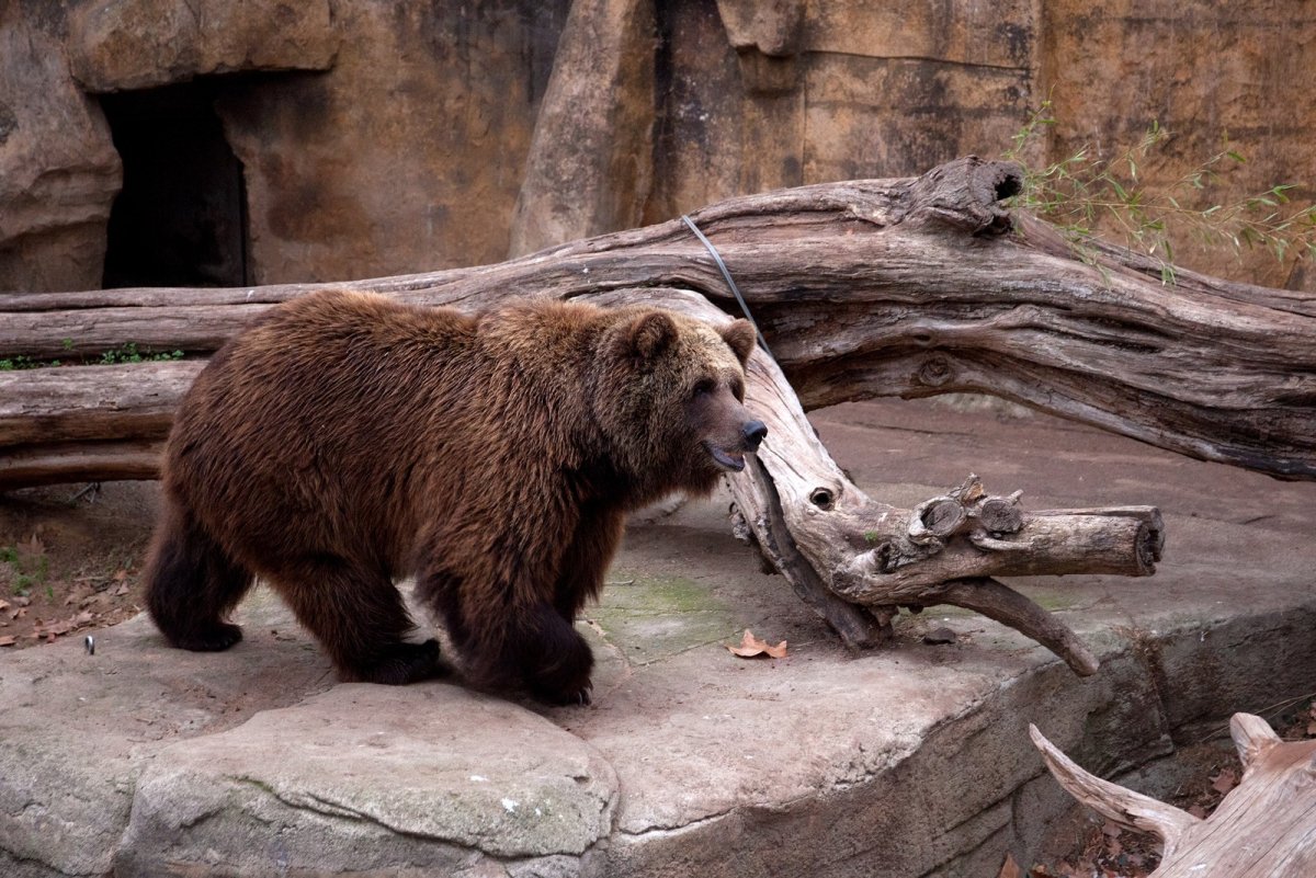 Зоопарки мира