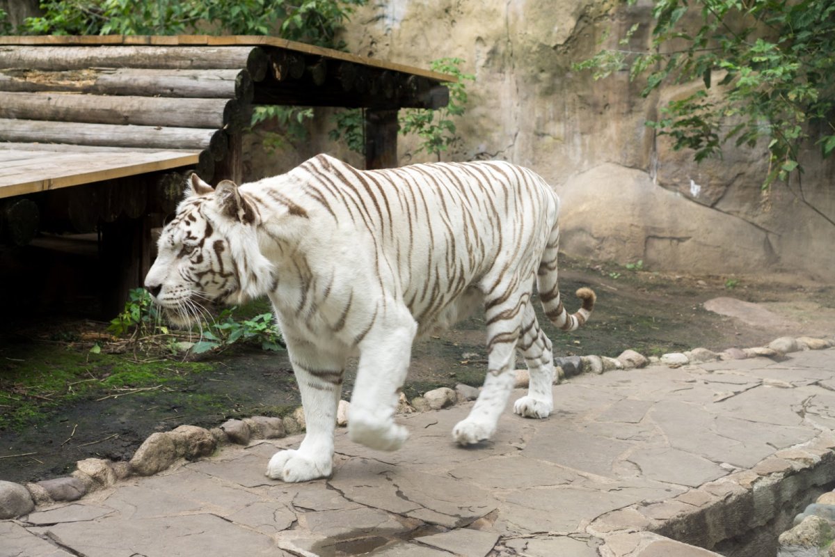 Московский зоопарк