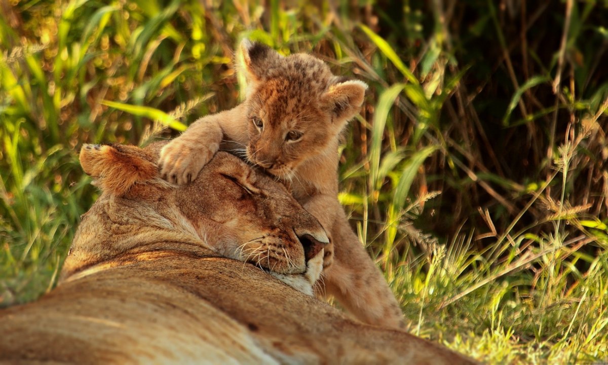Красивая надпись животные