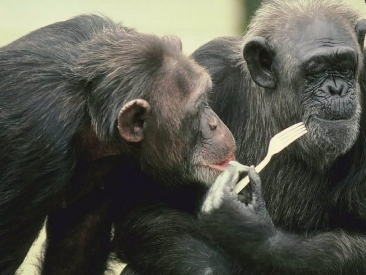 Смешные животные картинки с надписями