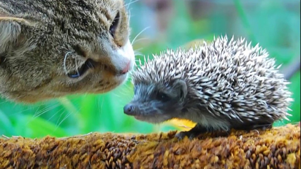 Кот и еж