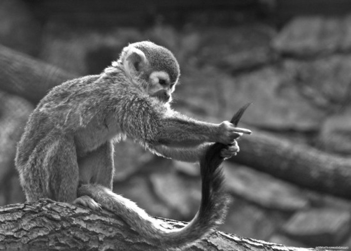 Картинки животные с надписями