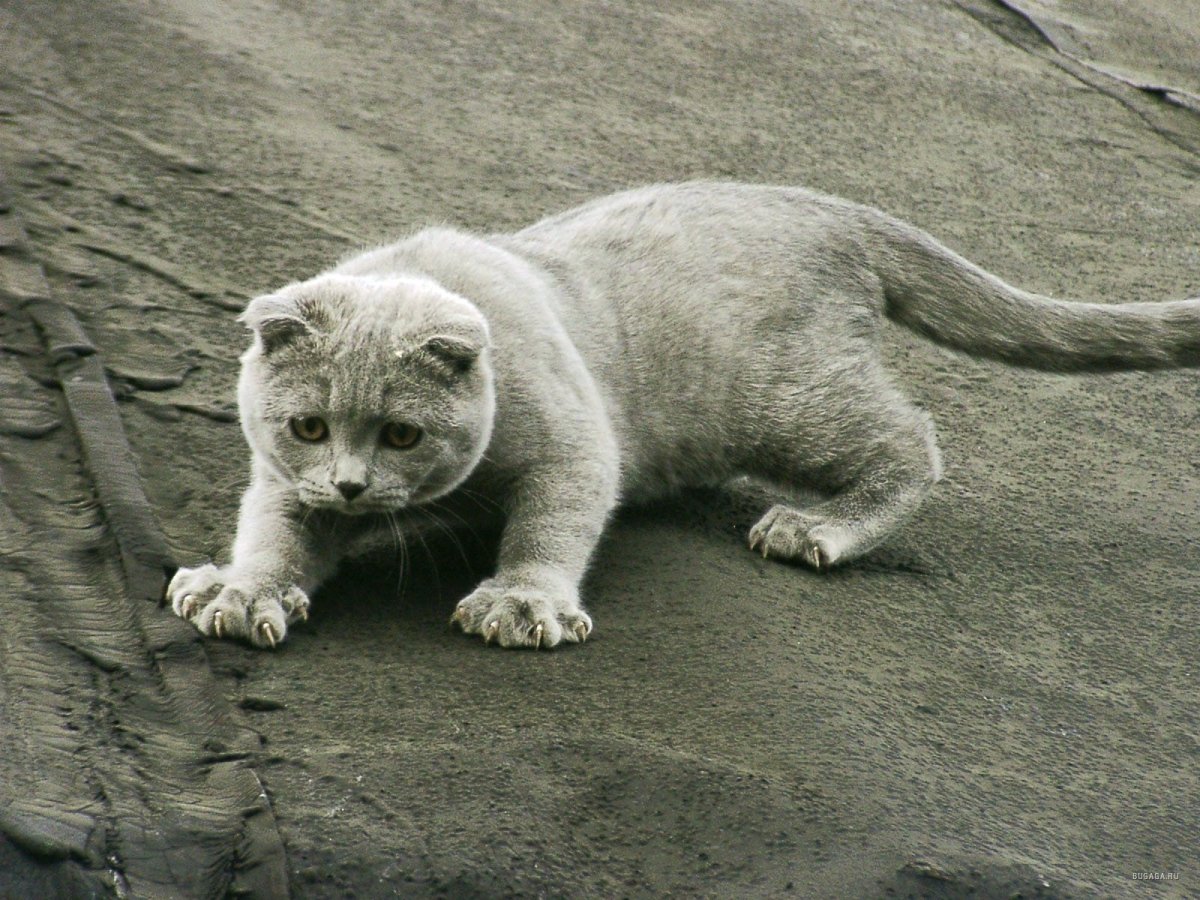 Животные с подписями