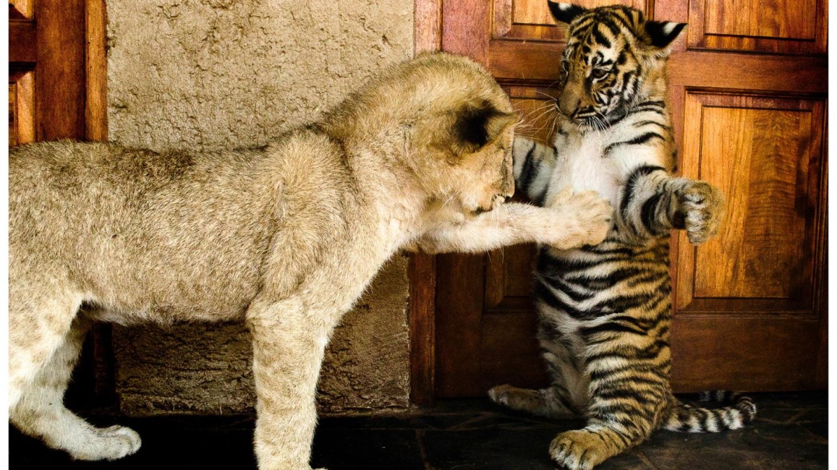 Надпись животные