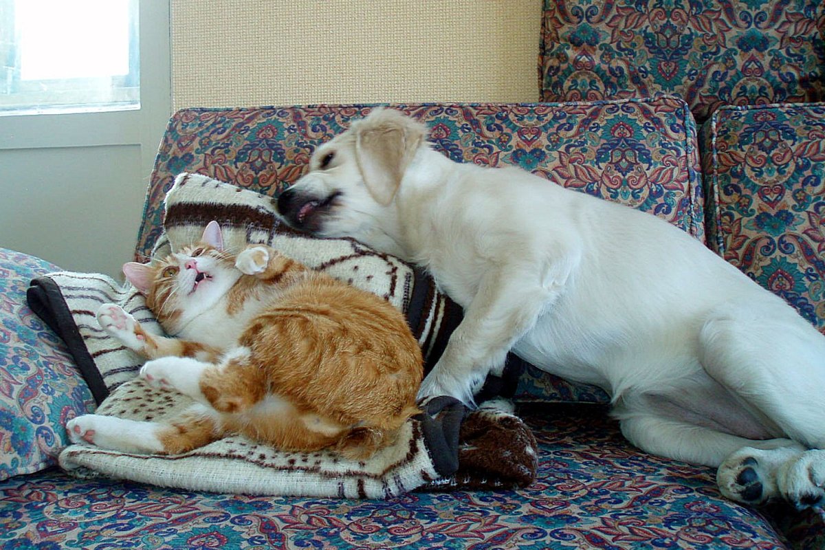 Надпись животные