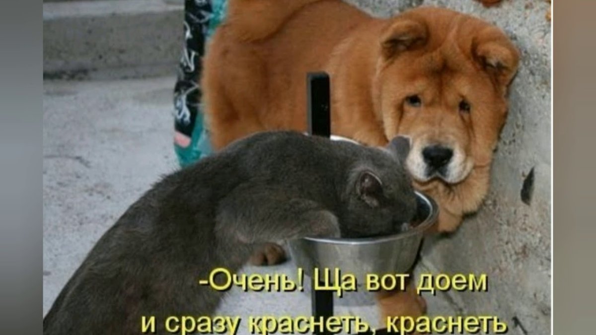 Шутки про животных