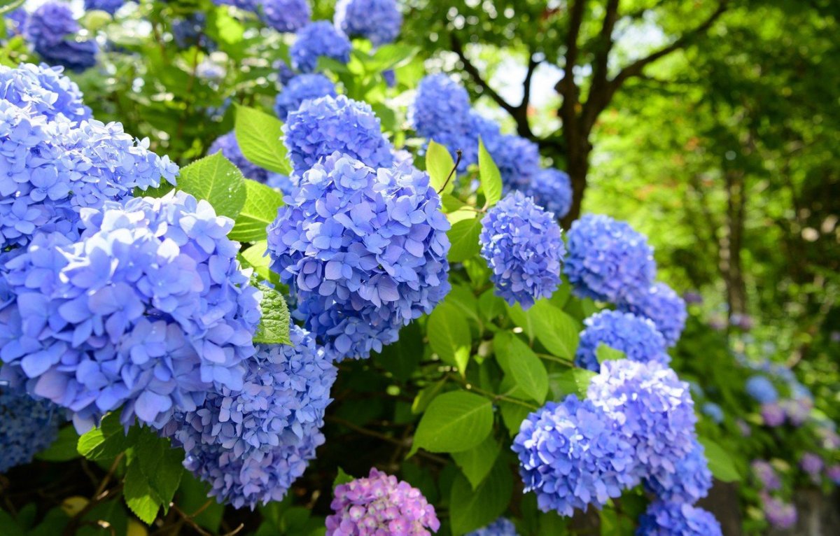 Гортензия Канн Болл