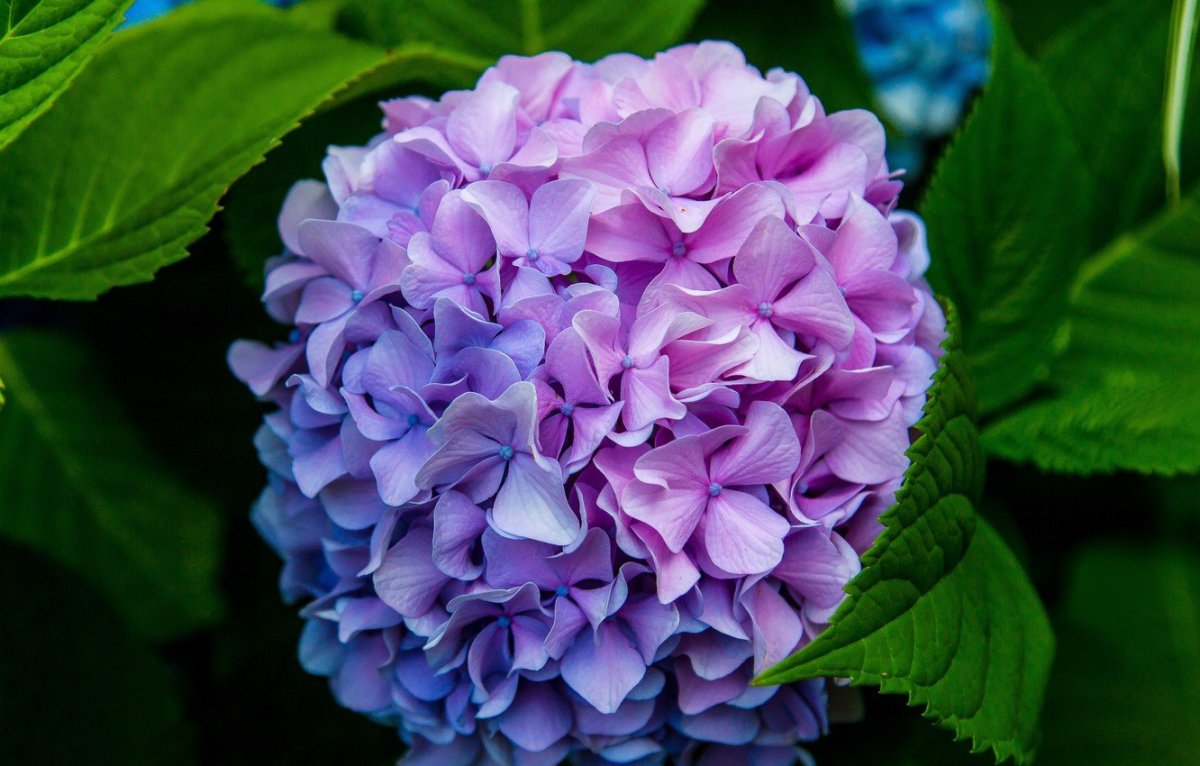 Гортензия крупнолистная макро