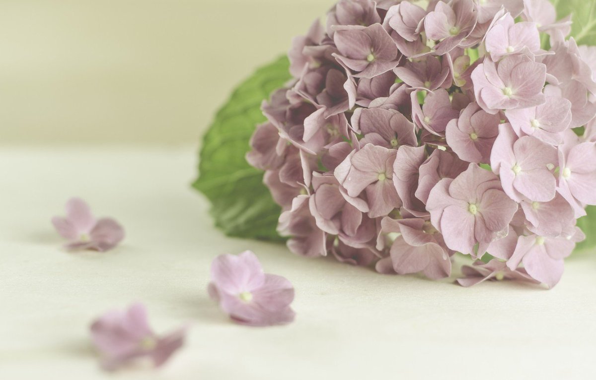 Фон цветы гортензия