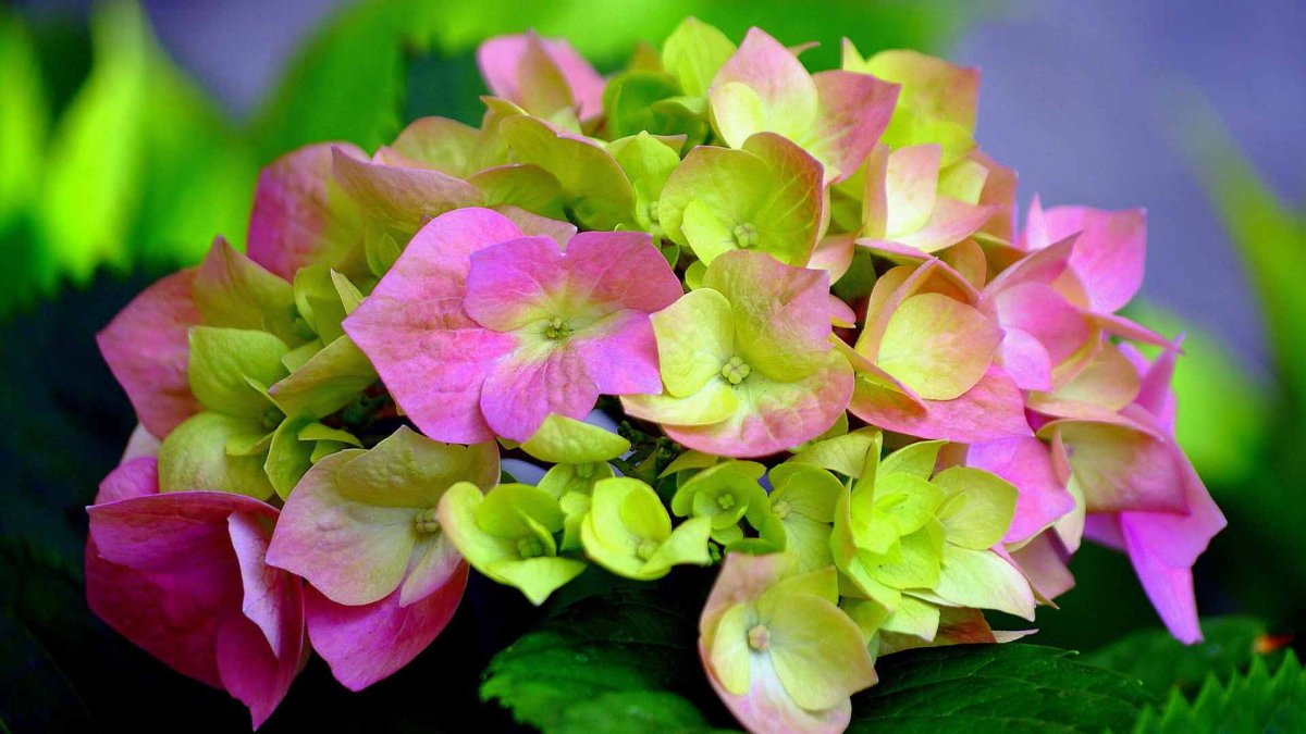 Гортензия дансинг Энджел