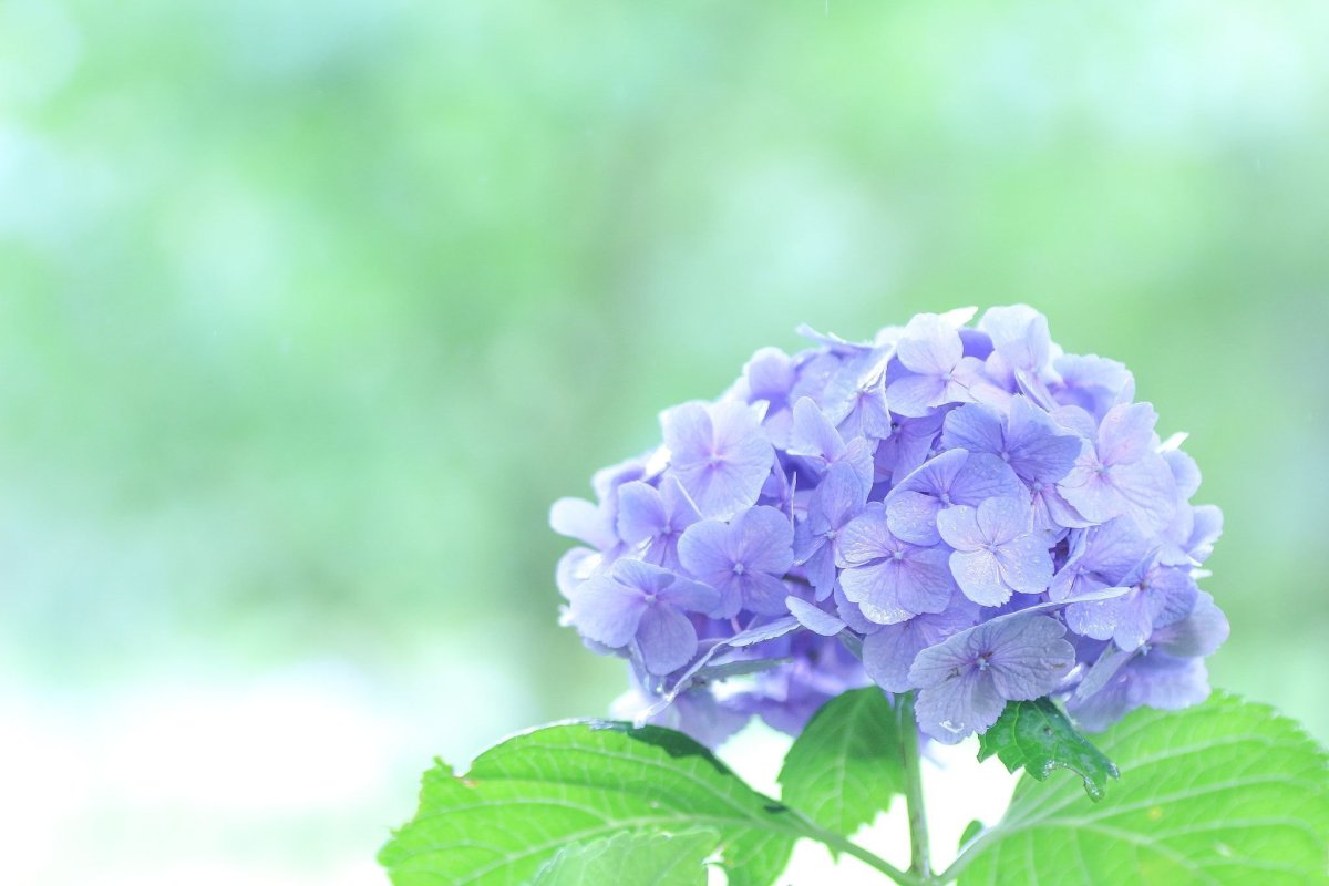 Гортензия крупнолистная Авангард