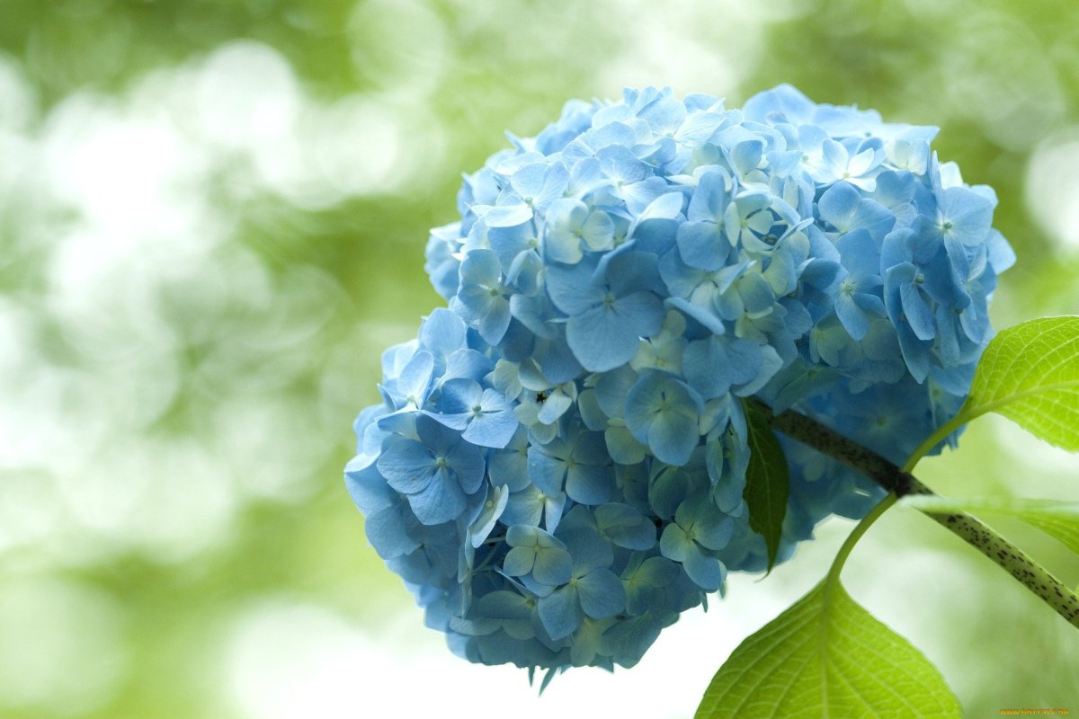 Гортензия Коко