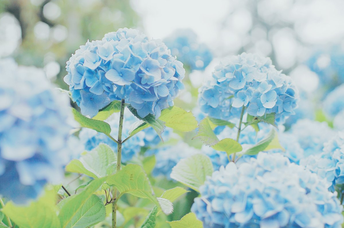 Гортензия саммер Сноу