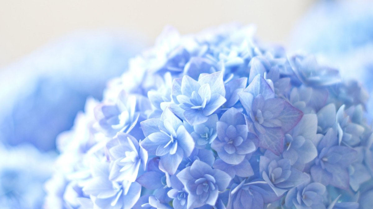 Гортензия синяя