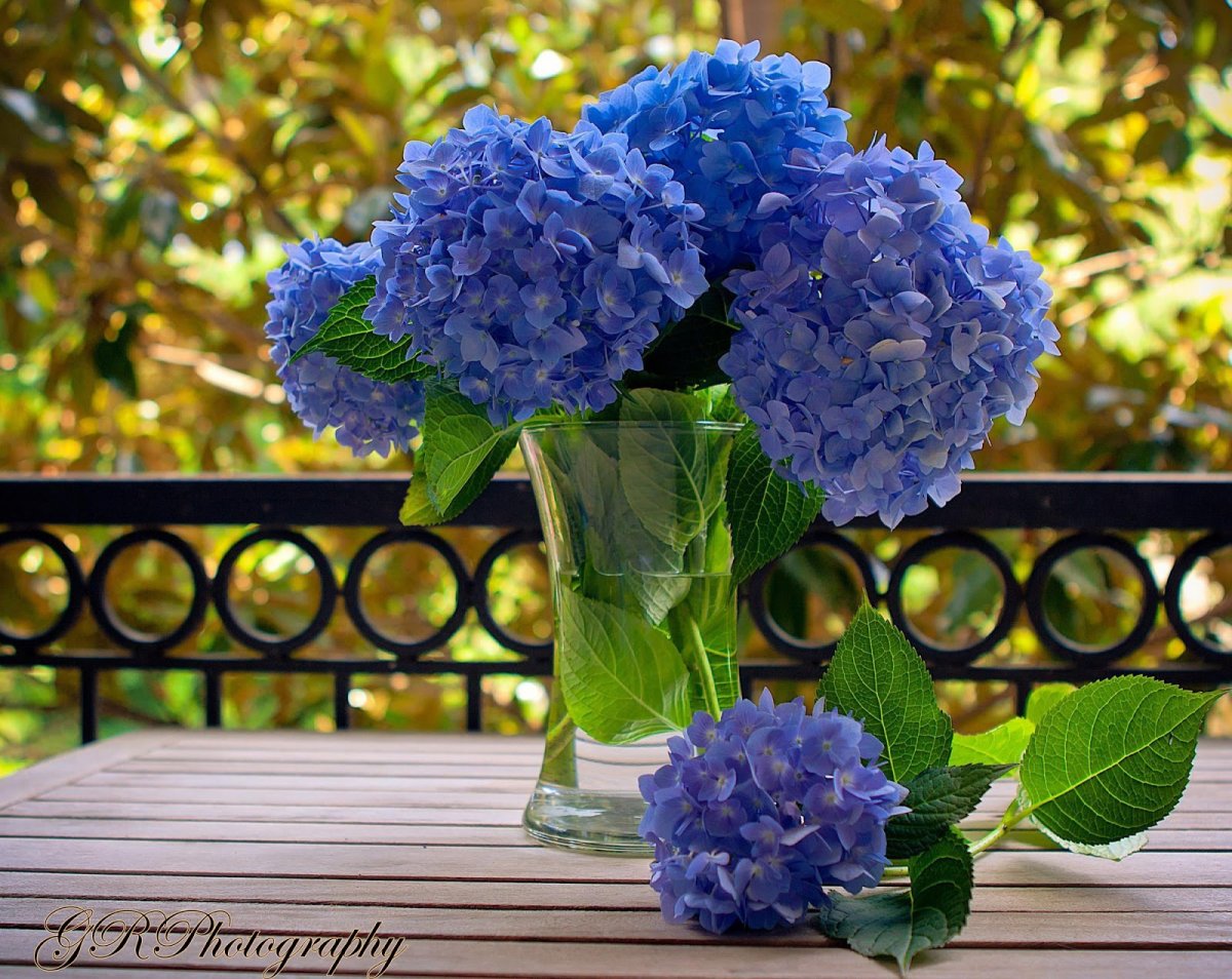 Гортензия крупнолистная в кашпо