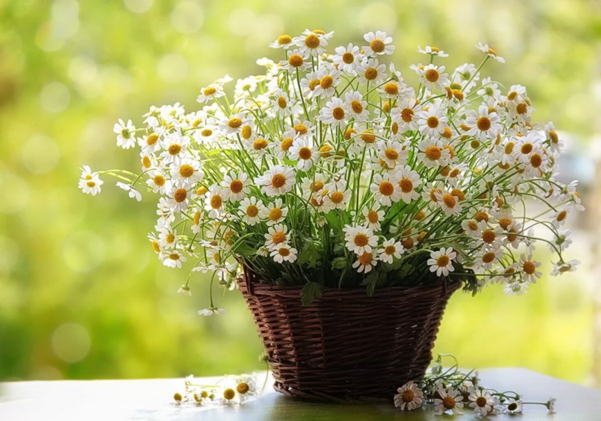 Букет ромашек с днем рождения