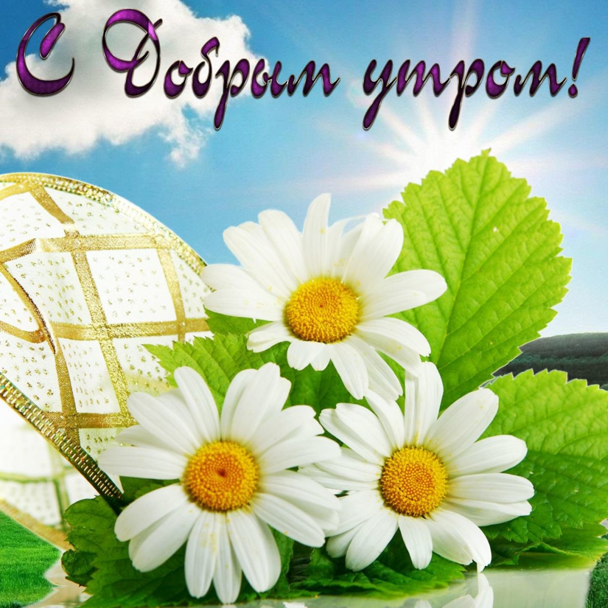 Открытки с ромашками