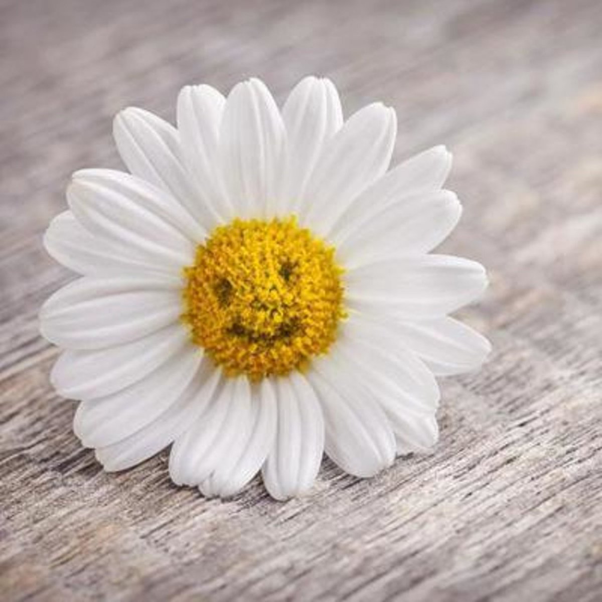 Ромашка Амелия