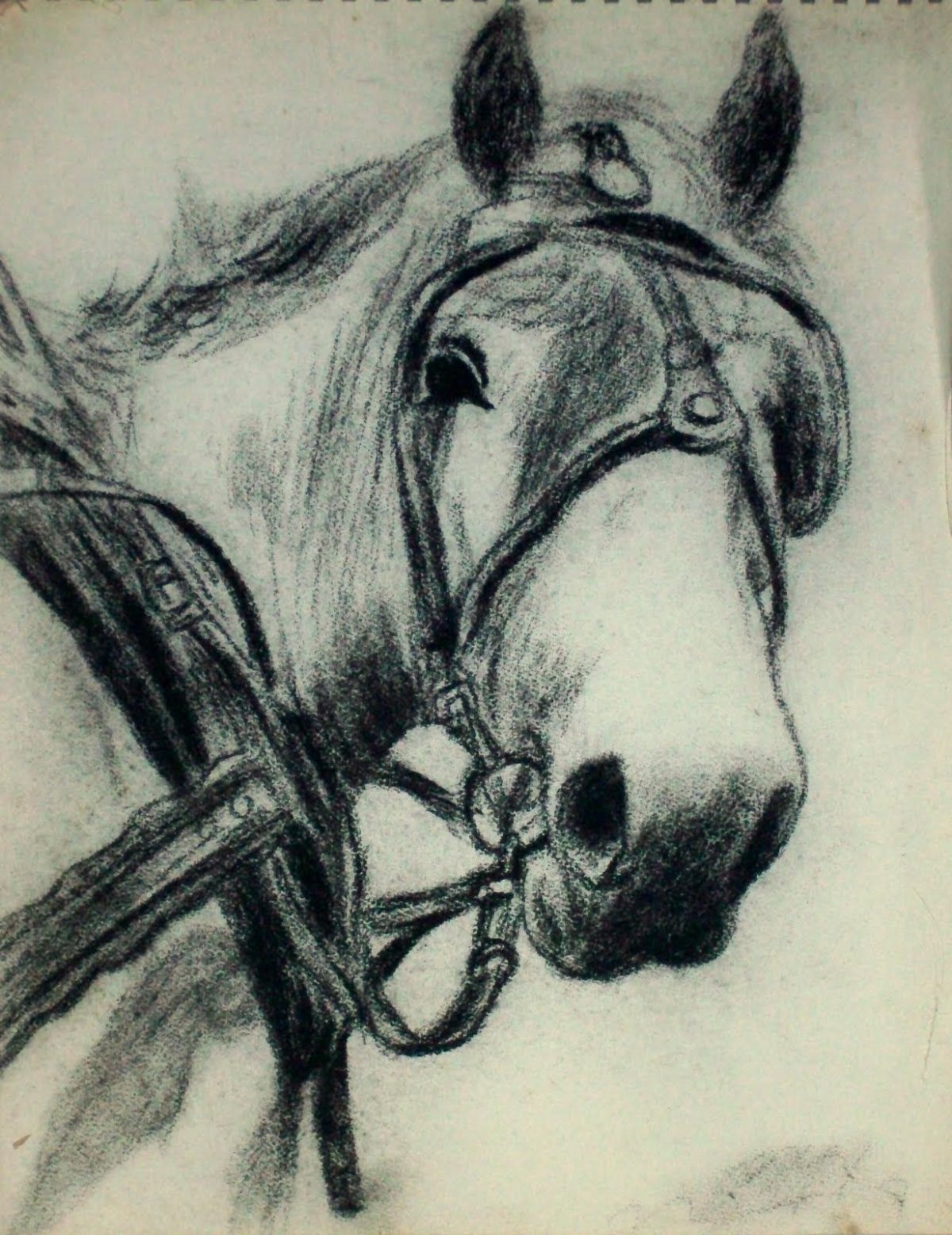 Рисунки угольным карандашом лошадь