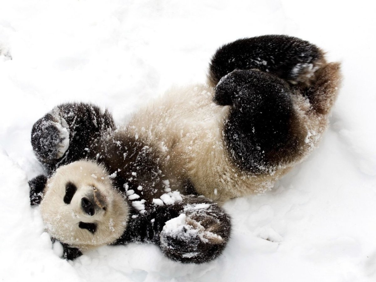 Животные в снегу