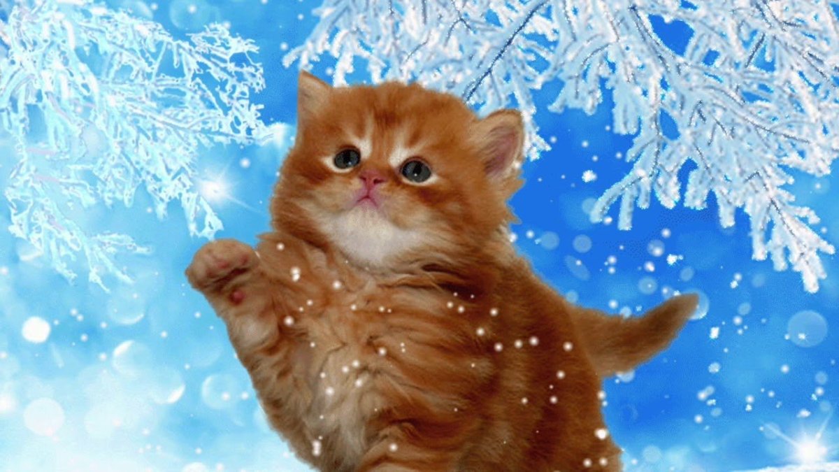 Зимние пожелания прикольные