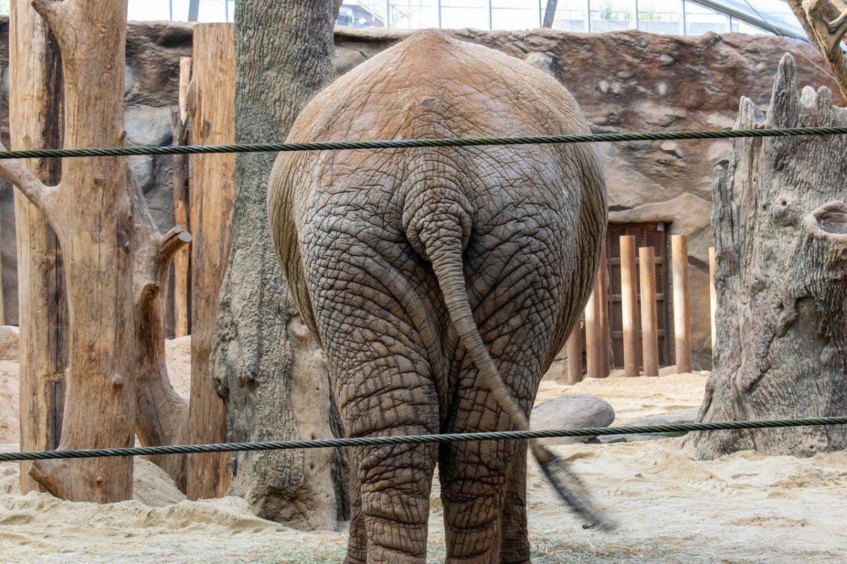 Саванна и джунгли фильм 1958