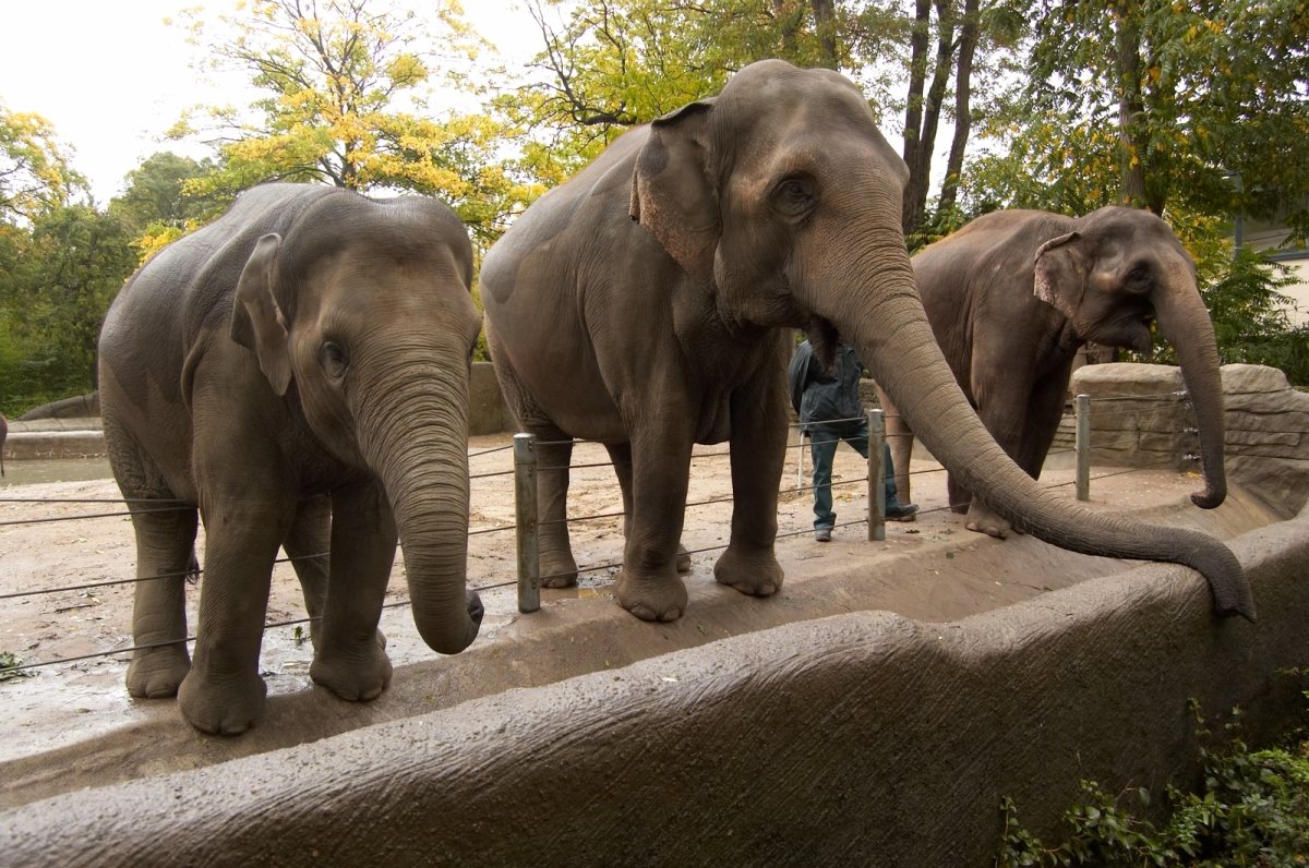 Зоопарк Шри Ланка