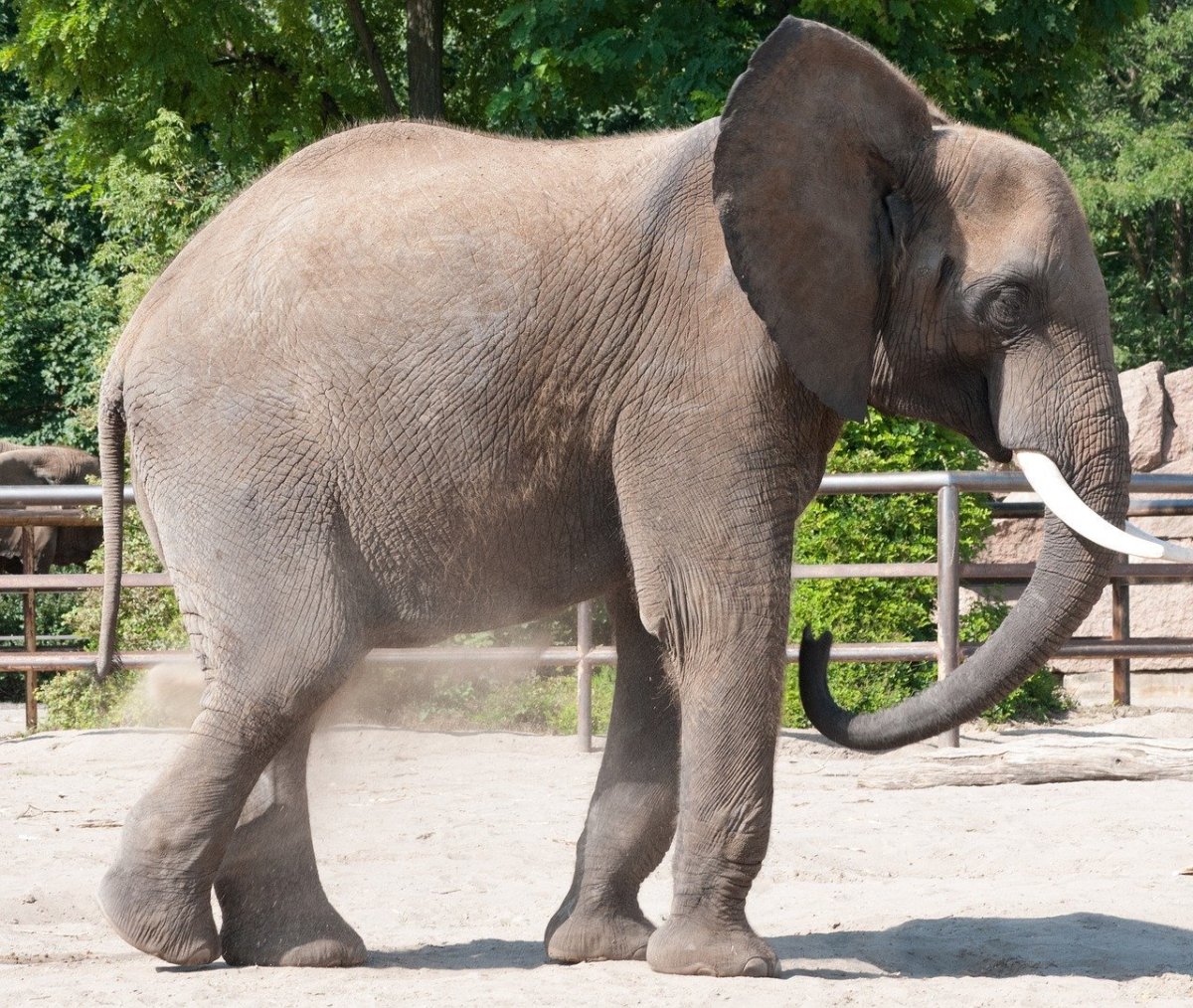 Слон в Ялтинском зоопарке