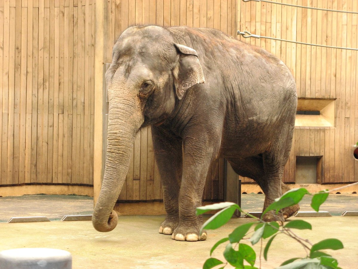 Африканский слон в зоопарке