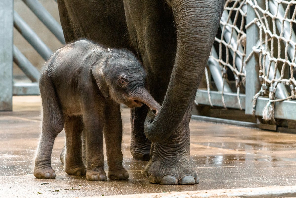 Африканские слоны в Московском зоопарке