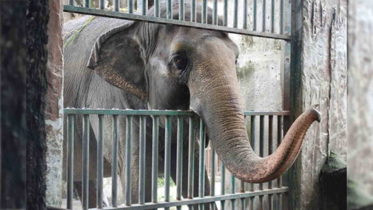 Слоны в зоопарке