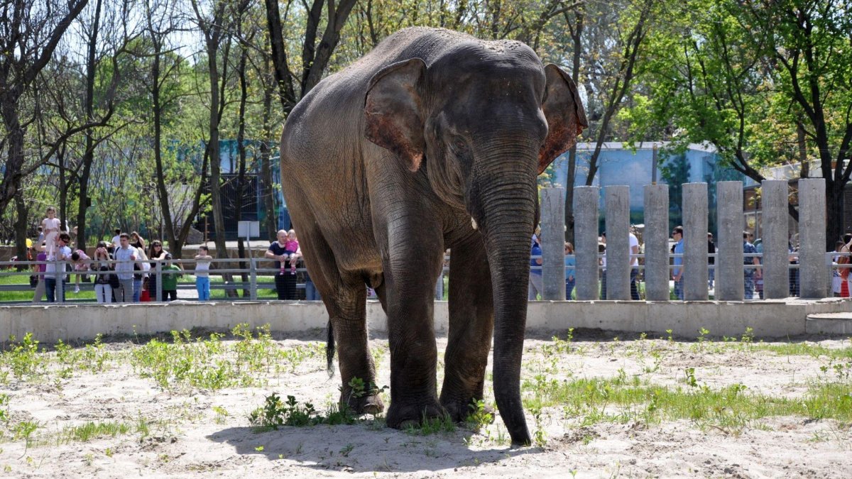 Лондонский зоопарк слоны