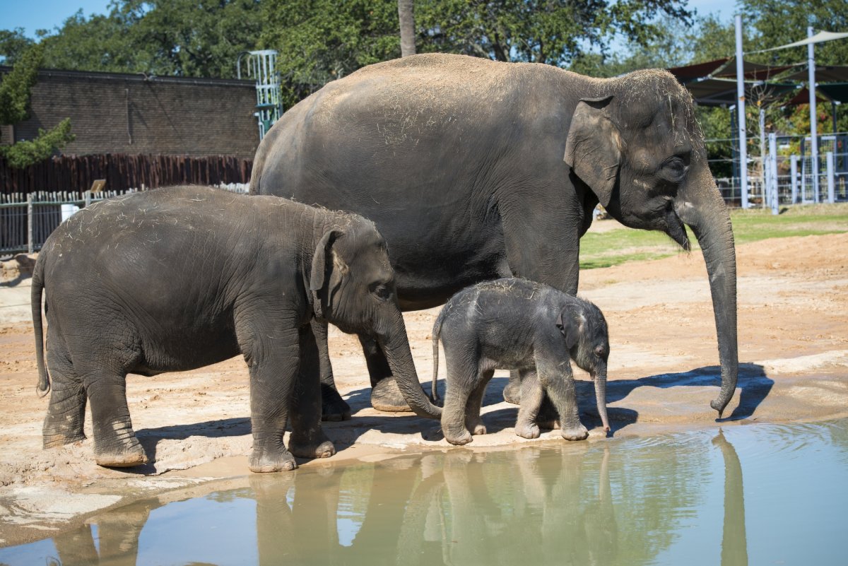 Хобот мамонта