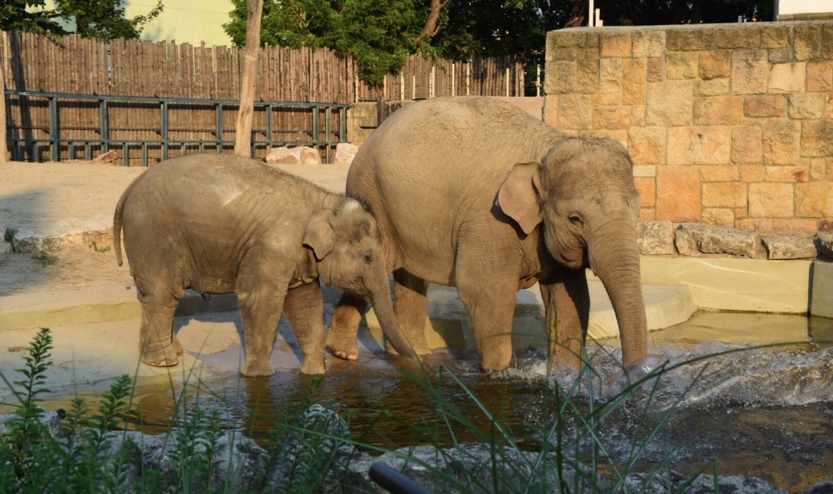 Старый слон