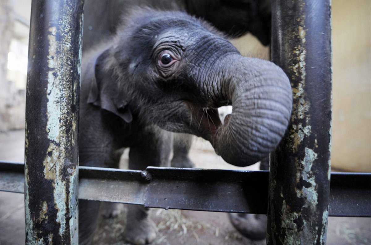 Слон в Ярославском зоопарке