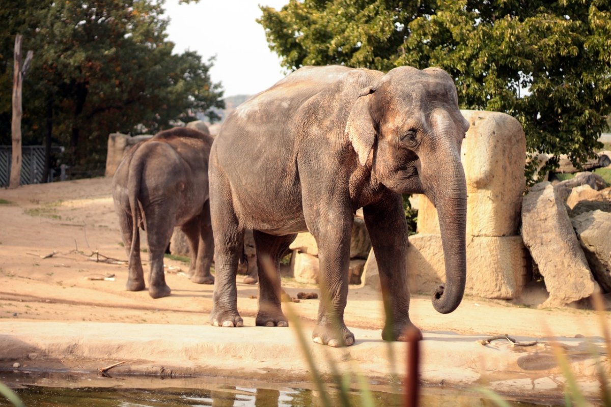 Павильон слоны Московский зоопарк
