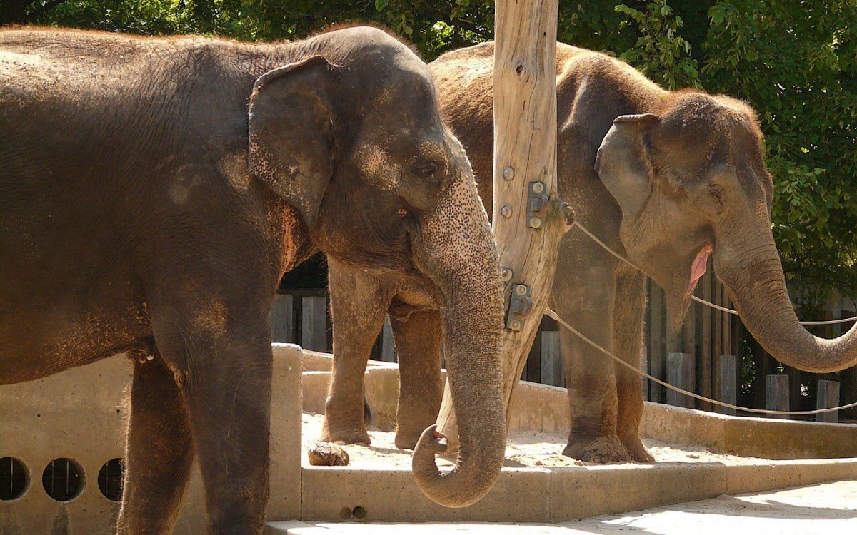 Тропические леса Тайланда и слонов