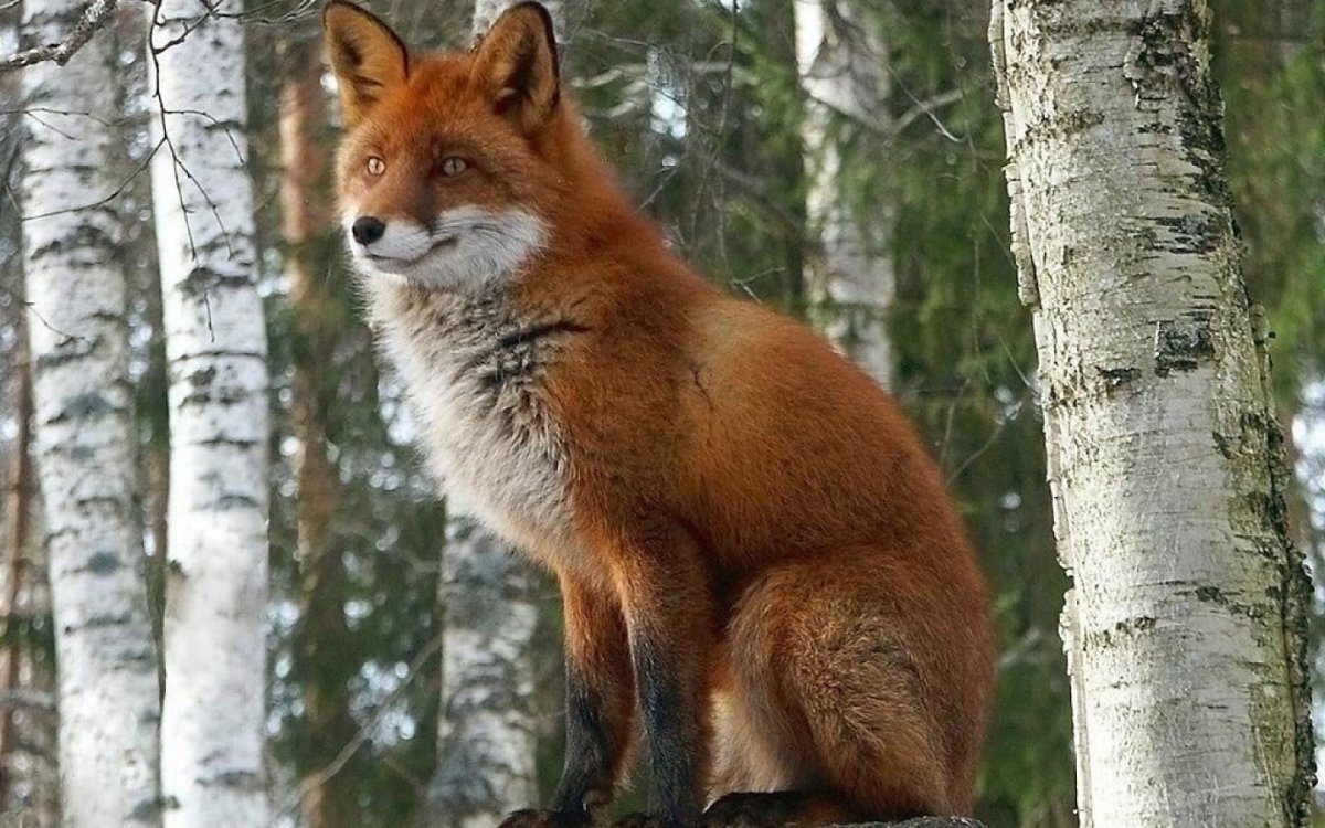 Животные леса