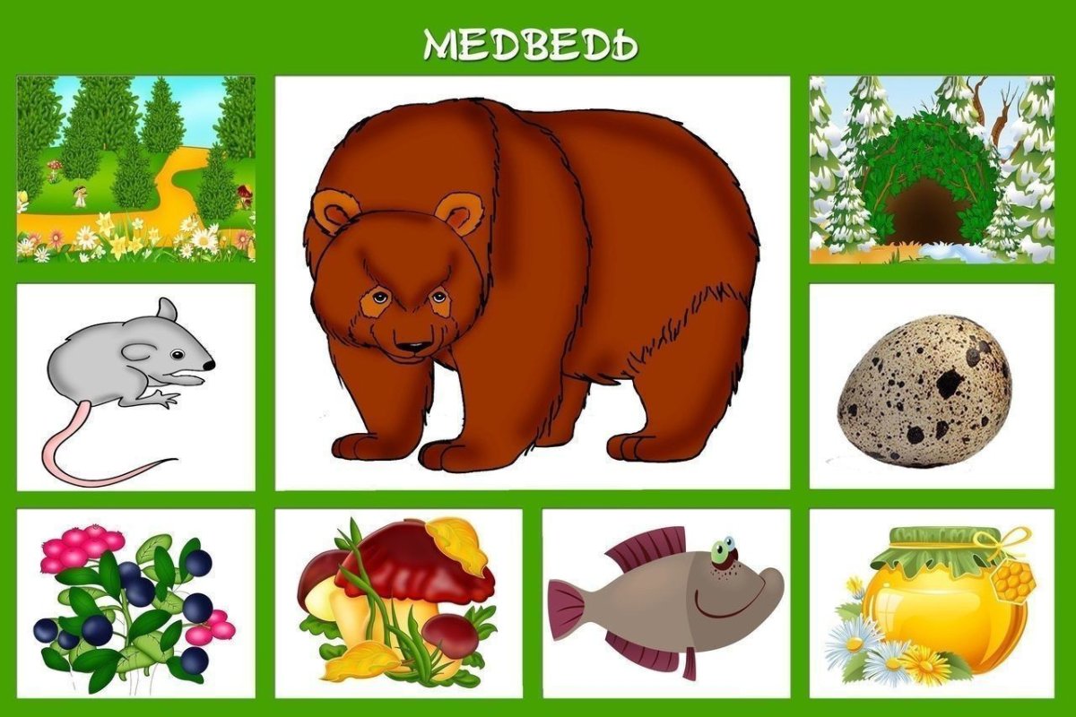 Кто чем питается дидактическая игра