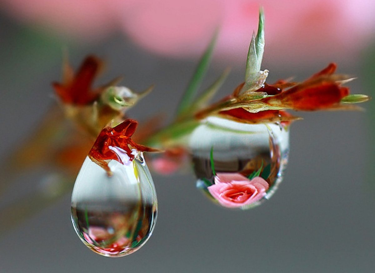 Весны прекрасные мгновения