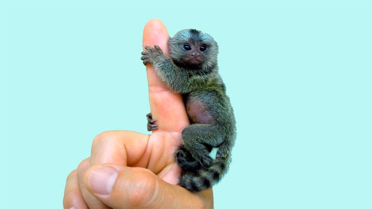 Референс животных